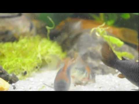 My aquarium with koridorasami, Ancistrus, etc..AVI