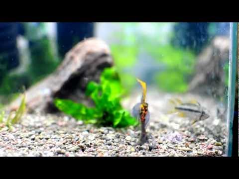 Apistogramma cacatuoides_1970.AVI