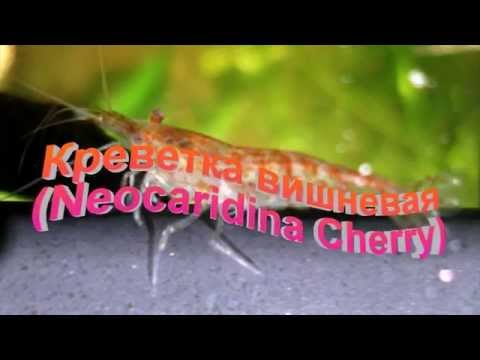   Neocaridina red