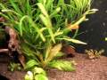 Apistogramma cacatuoides_wedding.avi