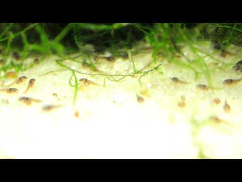 corydoras two week.AVI